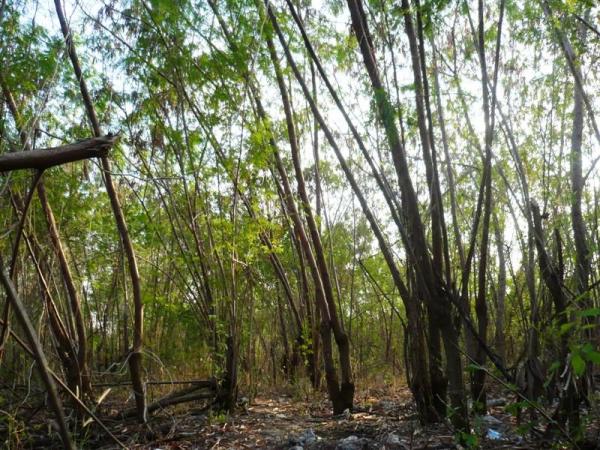 รูปภาพ